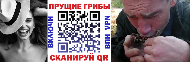 Псилоцибиновые грибы Psilocybe OMG как войти Ирбит